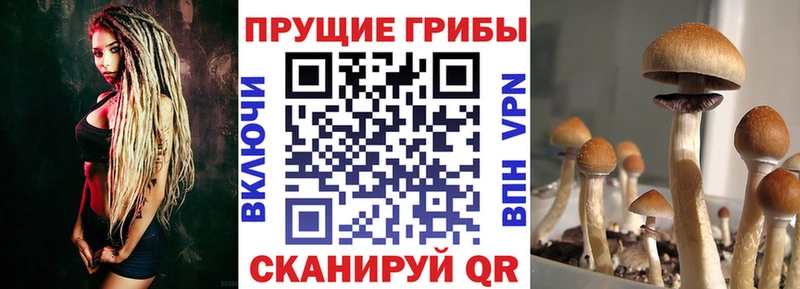 Купить  Лаишево  Галлюциногенные грибы Psilocybine cubensis 
